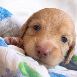 Boy 2 - Cream male Dachshund puppy in Laurel, Mississippi from Kissinger Dachshunds