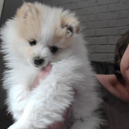 Pomeranian Puppies from Merri's Pom's