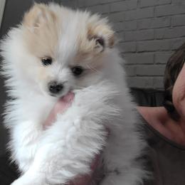 Pomeranian Puppies from Merri's Pom's