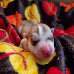 Cinnamon (orange) - Red and white female Siberian Husky puppy in Elk River, Minnesota from Naturez Siberians