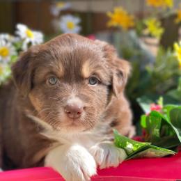 Bailey - Red tri-color female Australian Shepherd puppy in Marshall, Virginia from Greywood Farm Aussies