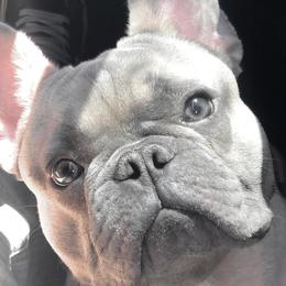 French Bulldogs from Land of French Bulldogs