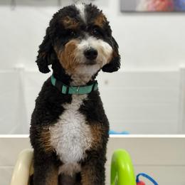 Phoneix ray - Bernedoodle