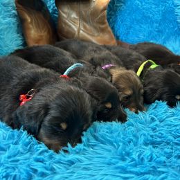Dachshund Puppies from Bluestar dachshund