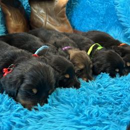 Dachshund Puppies from Bluestar dachshund