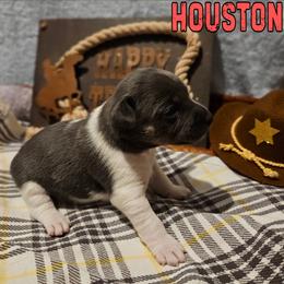 Houston - Blue white and tan female Rat Terrier puppy in Lynn, Alabama from Cryptic Rat Terriers