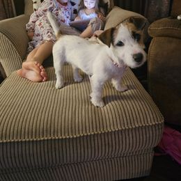 Girl 2 - Princess Peach - White and tan female Russell Terrier puppy in Harvel, Illinois from Ruff and Tumble Russell Terriers