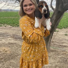 Basset Hound and Labrador Retriever Puppies from Porter Kennels
