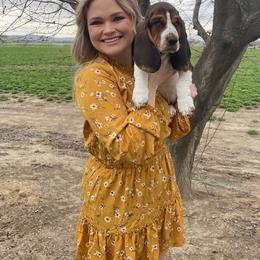 Basset Hound and Labrador Retriever Puppies from Porter Kennels