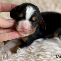 Birch (tan collar boy) - Tri-color male Bernedoodle puppy in Colorado Springs, Colorado from Mercy Mountain Bernedoodles