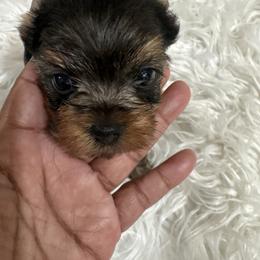 Summer - Black and tan female Yorkshire Terrier puppy in Tempe, Arizona from Kissable baby face yorkies