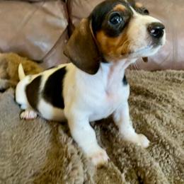 Girl 4 - Piebald female Dachshund puppy in Sedgewickville, Missouri from Heritage Boerboels