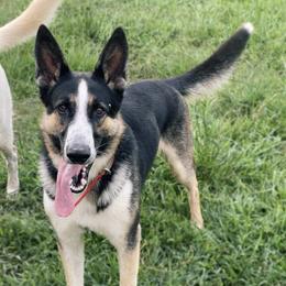 Mushu - German Shepherd