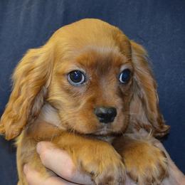 Spencer - Ruby male Cavalier King Charles Spaniel puppy in Townville, South Carolina from Mid Lake Cavaliers