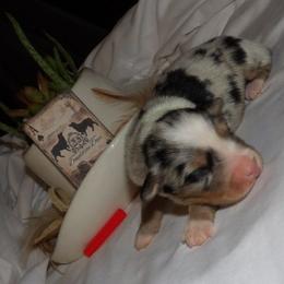 Red - Blue merle male Miniature Australian Shepherd puppy in Elkhart, Texas from Donaldson Dogz