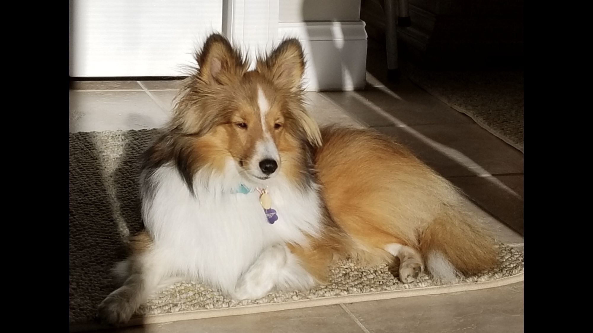 Fox point fashion farm shelties