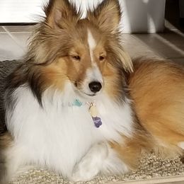 Shetland Sheepdogs from Fox Point Farm Toy Shelties