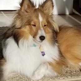 Shetland Sheepdogs from Fox Point Farm Toy Shelties