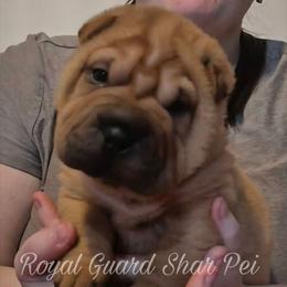 Snickerdoodle - Fawn male Chinese Shar-Pei puppy in Columbus, Indiana from Royal Guard Shar Pei