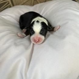 Flo - Black tri-color female Australian Shepherd puppy in Grants Pass, Oregon from Carmel Mountain Aussies