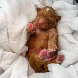 Hattie's Last Chapter- Story - Apricot female Goldendoodle puppy in Russell Springs, Kentucky from Milk & Honey Doodles
