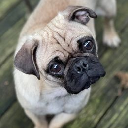 Pugs from Perfect Choice Furbabies