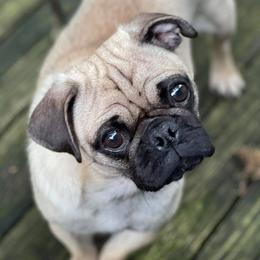 Pugs from Perfect Choice Furbabies