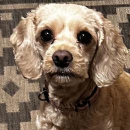 Bailey - Cockapoo