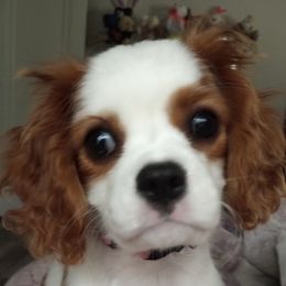Poppy - Cavalier King Charles Spaniel