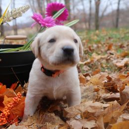 Orange - Yellow male Labrador Retriever puppy in Lawton, Michigan from DuckAlly Kennel