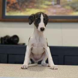 Nadia - Black brindle female Whippet puppy in Atlanta, Georgia from Sinaj
