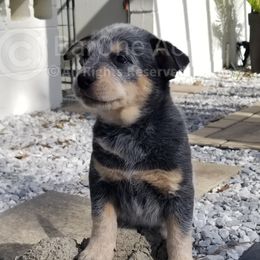 Cedar - Blue Australian Cattle Dog puppy in De Funiak Springs, Florida from BarOne Acres Australian Cattle Dogs