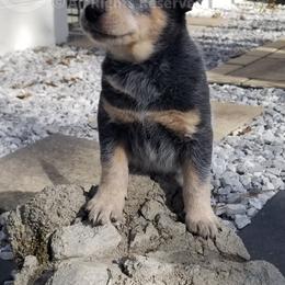 Cedar - Blue Australian Cattle Dog puppy in De Funiak Springs, Florida from BarOne Acres Australian Cattle Dogs