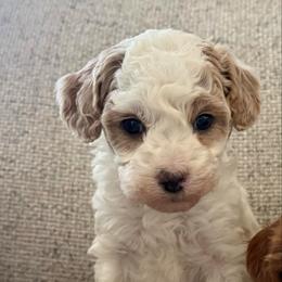 Chloe - Blenheim female Cavapoo puppy in Omaha, Nebraska from Danielle Elhabbal