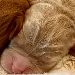 Light blue girl - Cream female Australian Labradoodle puppy in Upland, California from Kings Labradoodles