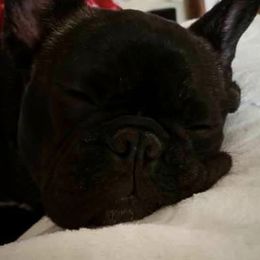 French Bulldog All Grown Up from Willows French Bulldogs