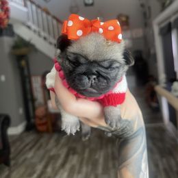 Monroe - Fawn female Pug puppy in Winter Haven, Florida from The Pugarazzi