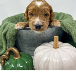 Waldo - Apricot male Goldendoodle puppy in State Road, North Carolina from Must Love Doodles