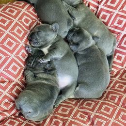 French Bulldog Puppies from Candice Thaggard