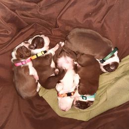 Boston Terrier Puppies from NanzBostz