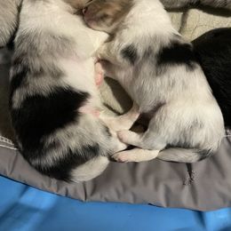Shetland Sheepdog Puppies from Buckeye Shelties