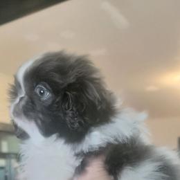 Spotty - White female Pekingese puppy in Burns, Kansas from Pekingese Dynasty