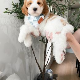 Bernedoodle and Cavapoo Puppies from Wonderful World Doodles