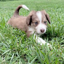 Judy - Sable female Aussiedoodle puppy in Centerburg, Ohio from A Dose Of Doodle
