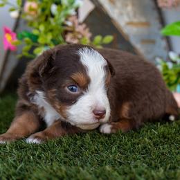 Zephyr - Red tri-color male Miniature American Shepherd puppy in Granbury, Texas from Best Little Aussies