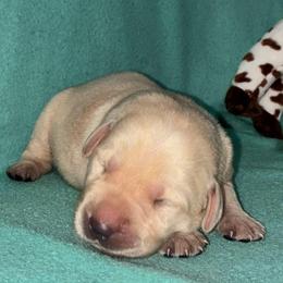 Girl 2 no collar - Yellow female Labrador Retriever puppy in Arlington, Washington from Stout's Hunting Labs and trsbullies