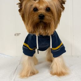 Duncan - Blue and gold male Yorkshire Terrier puppy in Mattawa, Washington from All Star Yorkies
