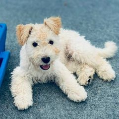 Pumi Puppies from Catskill Pumi