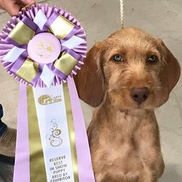Weimaraners and Wirehaired Vizslas from Willow Ridge Kennel