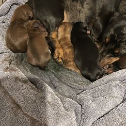Dachshund Puppies from Southern Belle Dachshunds